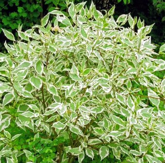 Sibirica Variegata, velké sazenice 70-80cm svída s panašovan - 3