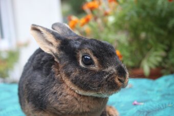 Zakrslý REX tříslový černý sameček - 3