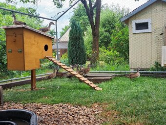 Mandarinská kachnička KAČÍRCI - 3