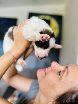 Tornjak s PP poslední 2 štěňátka - 3