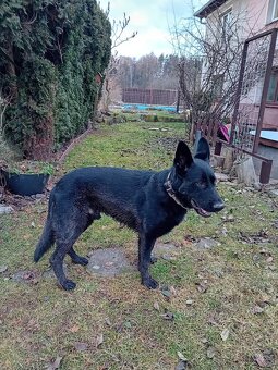 krytí německým ovcakem - 3