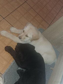 Štěňátka Labradora - 3