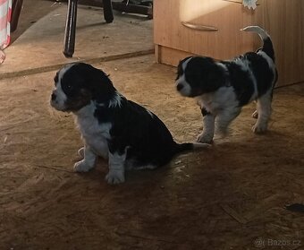 Kavalír king charles španěl - 3