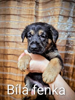 NĚMECKÝ OVČÁK - Štěňata s PP - 3