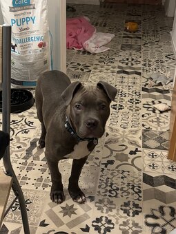 Prodám štěně American bully - 3