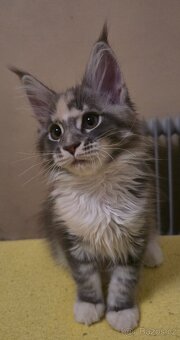 Mainská mývalí slečna - 3