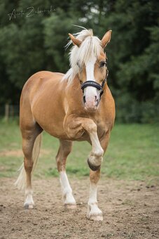 Valach Hafling 6 let. - 3