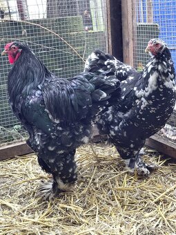 Nv brahmanka porcelanova a mottled - 3