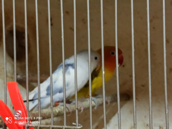 Agapornia Fischer - 3