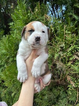 STAFORDŠÍRSKÝ BULTERIÉR - 3