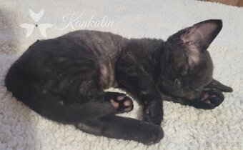 Devon rex koťátka s PP - 3