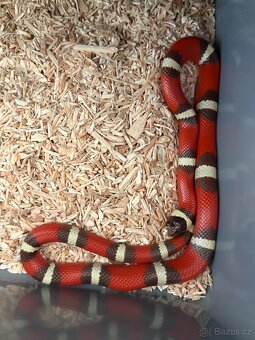 Korálovka nelsonova / Lampropeltis triangulum nelsoni - 3