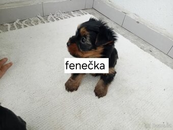 Jorkšírský teriér štěňata - 3