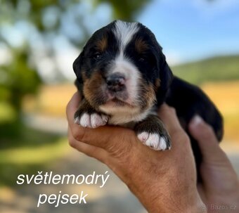 Bernský salašnický pes s PP - štěňátka - 3