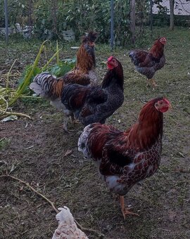 Wyandotka zlatá lemovaná zdrobnělá - 3