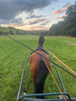 Kobylka 4 roky- Moravský Teplokrevník - 3