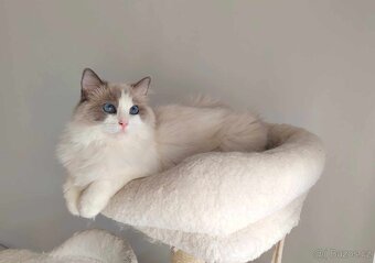 Ragdoll s PP - 3