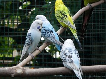 Andulky TCB - Texas Clear Body 2025 - 3