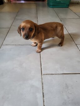 Jezevčík standard x Jezevčík trpasličí pejsek - 3