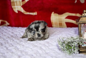 Štěňata - dlouhosrstá čivava - 3