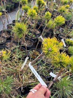 Borovice c3 doprava - 3