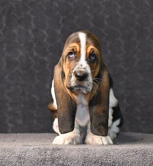 Basset hound štěně fenka - 3