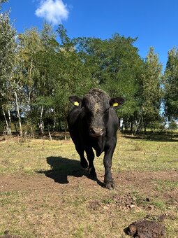 Plemenný býk Aberdeen Angus Black - 3