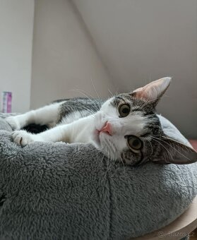 PINĎA - to kastrovaný kocourek cca 7 měsíců - 3