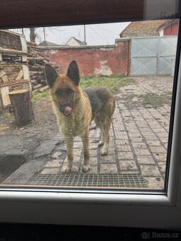 Německý ovčák - 3