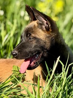BELGICKÝ OVČÁK MALINOIS - 3