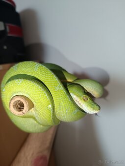 1.0 Morelia viridis sorong F1 - 3