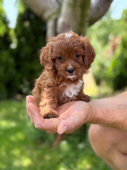 Cavapoo psik - 3