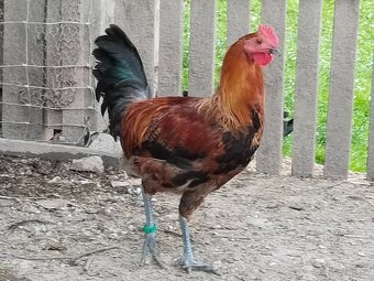 Kohouti vlašky koroptví a zlaté české kropenky - 3
