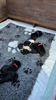 ŠTĚŇATA - LABRADORA - LABRADORSKÉHO RETRIEVERA S PP - 3