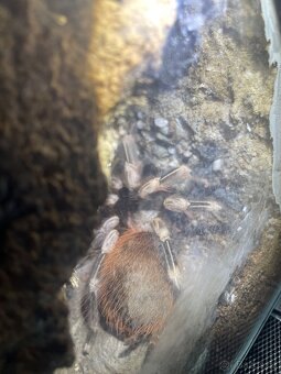 Nhandus chromatus adult samice - 3