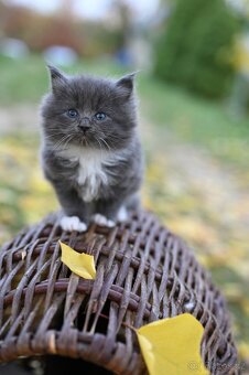 Mainská mývalia - maine coon - MCO - kočička - 3