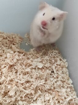 Křeček Syrský - 3