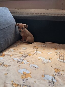 Pražský krysařík - 3