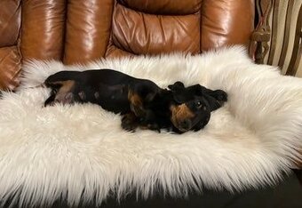 Trpasličí jezevčík - 3