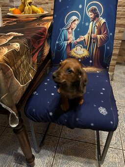 Jezevčík dlouhosrstý - 3