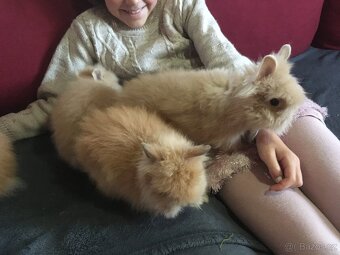 Zakrslý teddy dlouhosrstý již k odběru - luxusní mazlíčci - 3