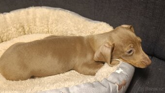 Jezevčík trpasličí pejsek bez PP - 3