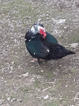 Kačer pižmový - 3