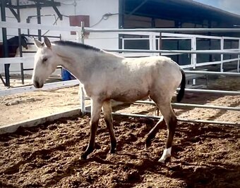 Lusitano hřebecek - 3