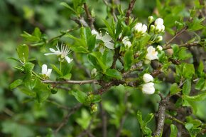 Prunus cerasifera - Myrobalán- 40 let - 3