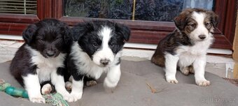 Border kolie - 3