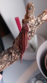 Rhacodactylus auriculatus 0.0.2 - 3