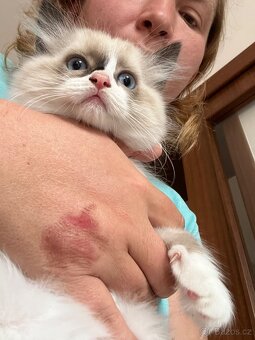 Ragdoll kotata - 3