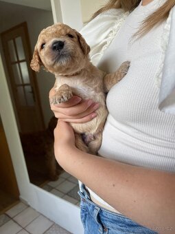 Štěňátka F2 Goldendoodle - 3