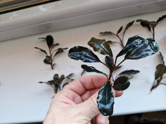 Becephalandra - 3